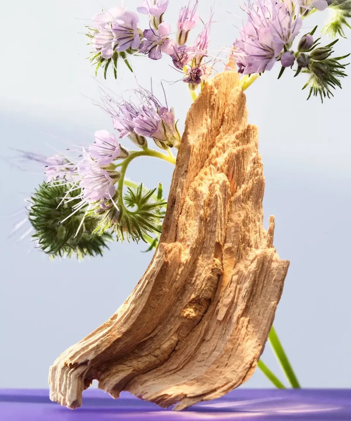 Bvlgari Parfums Floraux>Omnia Amethyste Eau de Toilette