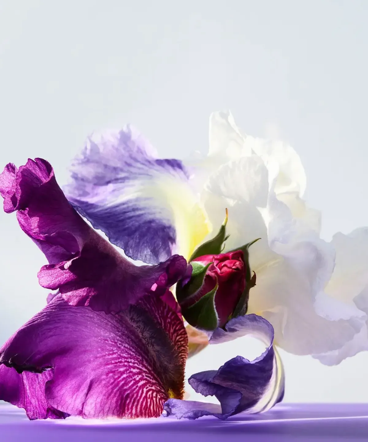 Bvlgari Parfums Floraux>Omnia Amethyste Eau de Toilette