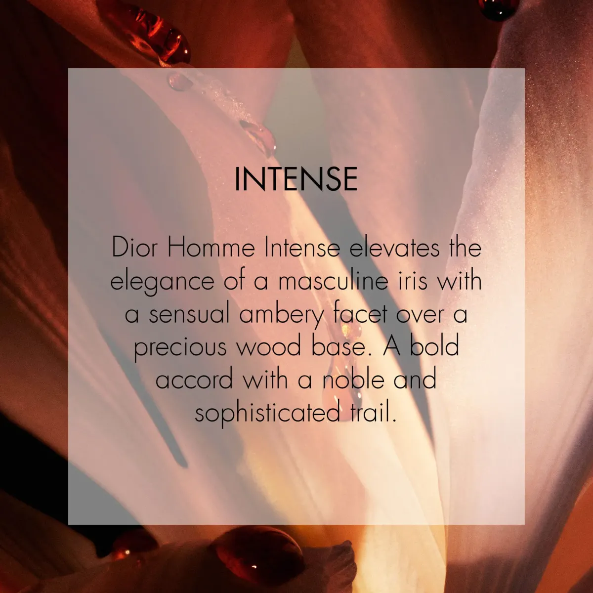 DIOR Parfums Floraux>Homme Intense Eau de Parfum