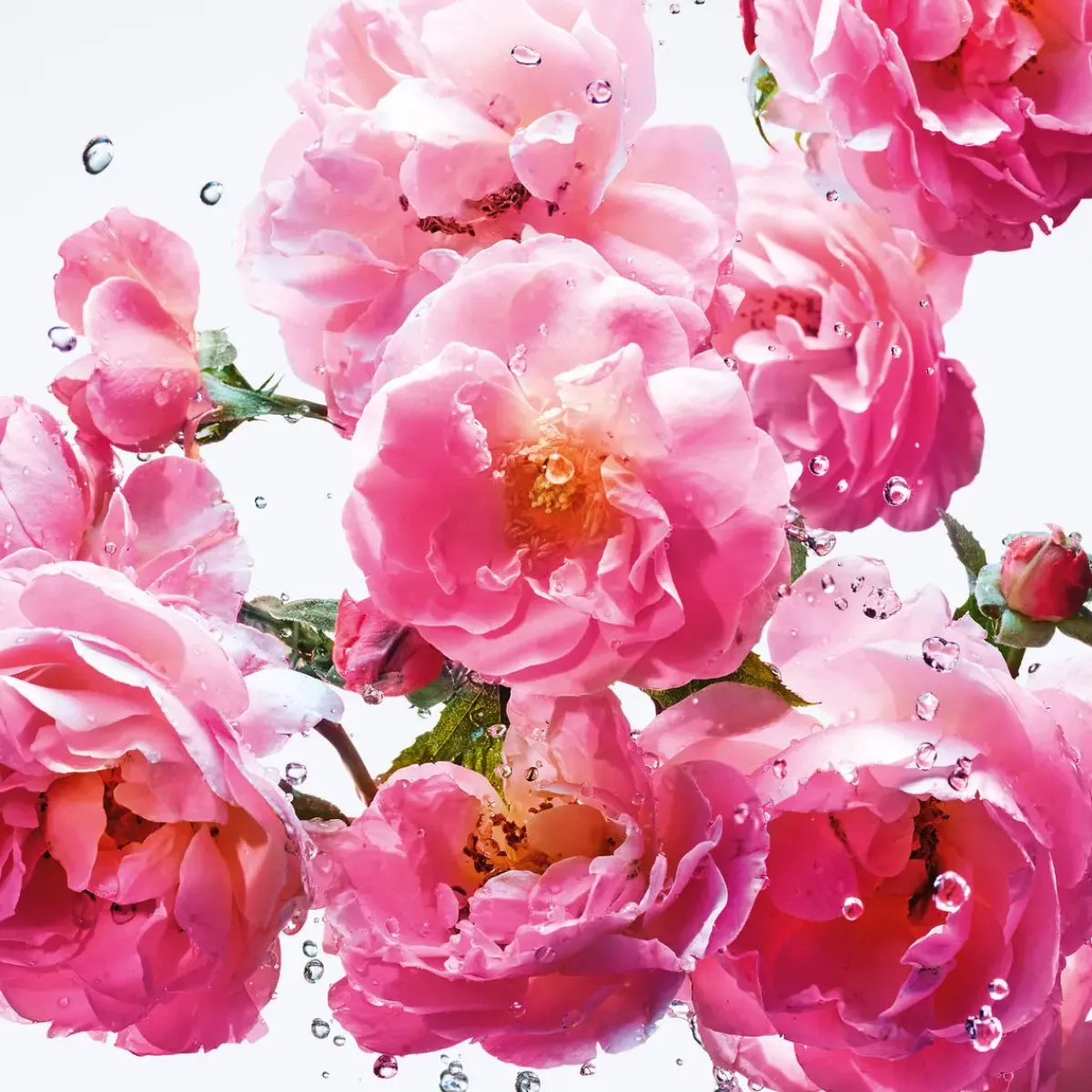 DIOR Parfums Floraux>Miss Rose N'Roses Eau de Toilette Roller-Pearl