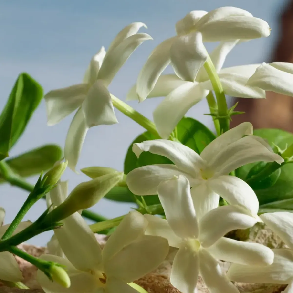 Dolce & Gabbana Parfums Épicés>Q by Parfum
