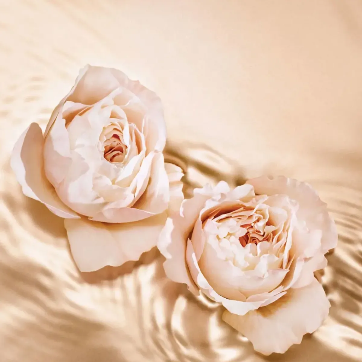 Jimmy Choo Parfums Floraux>Tempting Rose 125 ml Eau de Parfum
