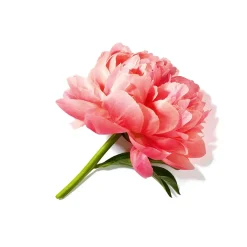 Lancôme Parfums Floraux><noscript><img width=