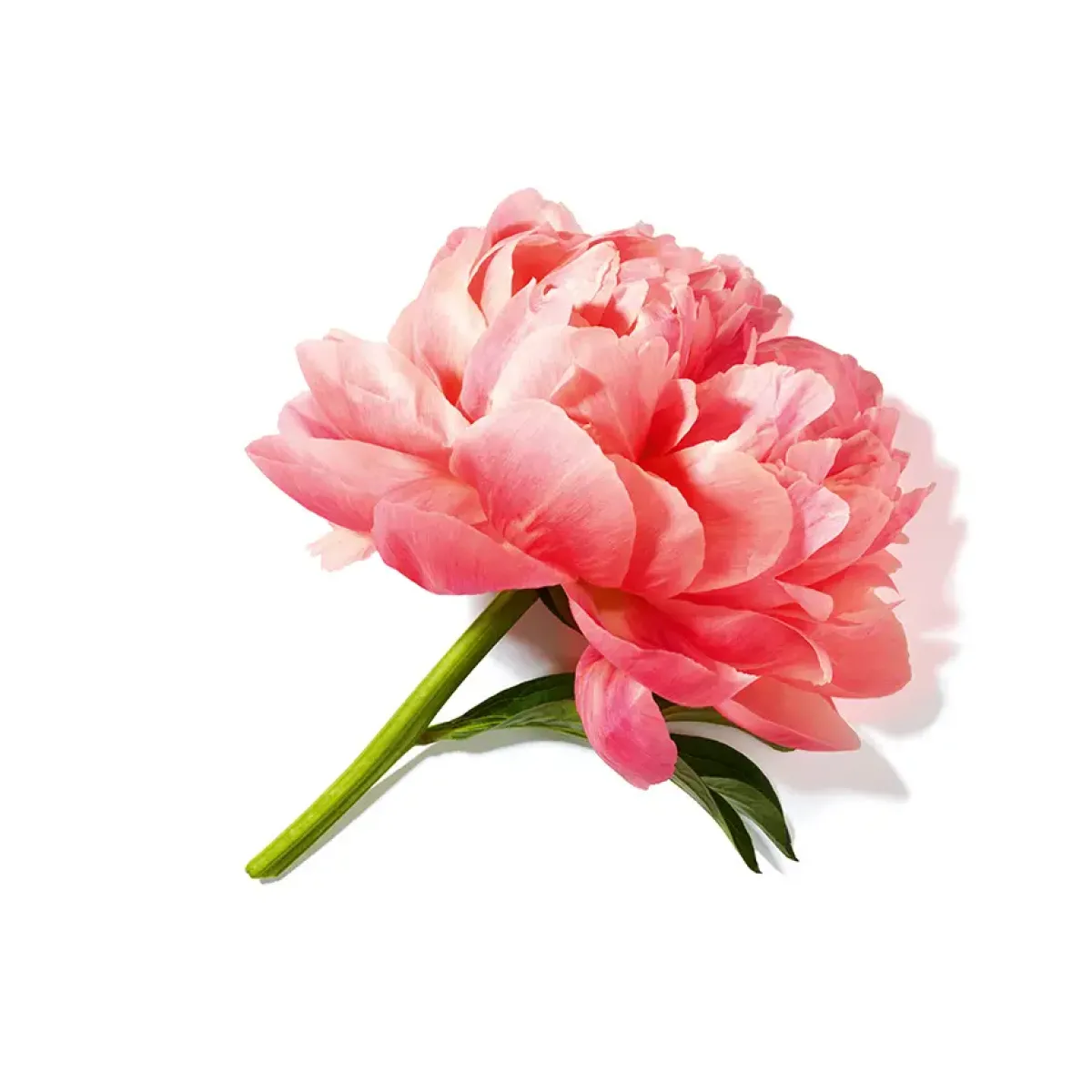 Lancôme Parfums Floraux>Miracle Eau de Parfum Spray
