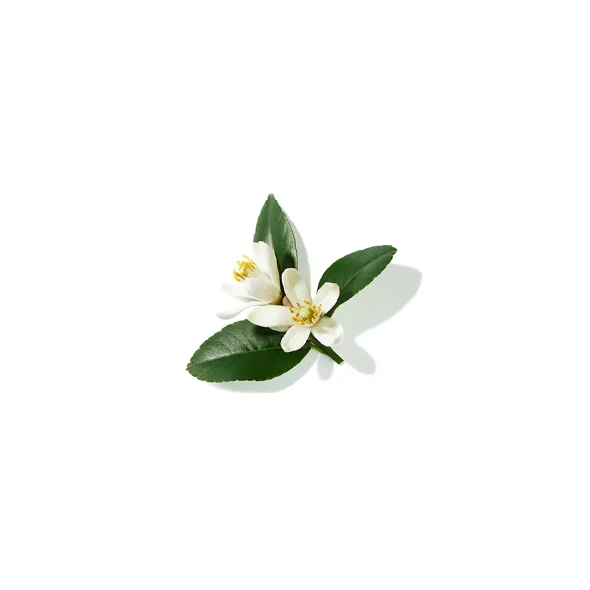 Lancôme Parfums Floraux>Poême Eau de Parfum Spray